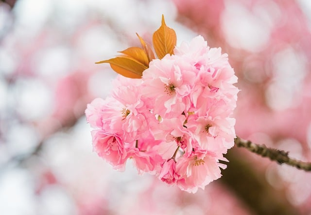 cf手游pvp模式在哪-2026最新版入口路径与常见消失原因