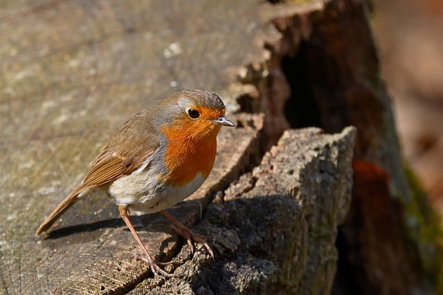 玄奘的身世隐藏剧情攻略:把线索、触发条件和高分通关思路一次讲透 玄奘的身世隐藏剧情攻略:把线索、触发条件和高分通关思路一次讲透