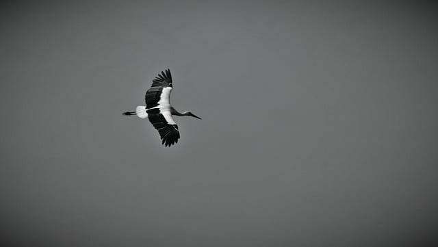 梦幻手游攻略：2026年新手少走弯路的实战养成指南